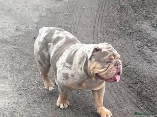 English Bulldog dogs Beautiful lilac tri Merle bulldog up for stud - Advert 3