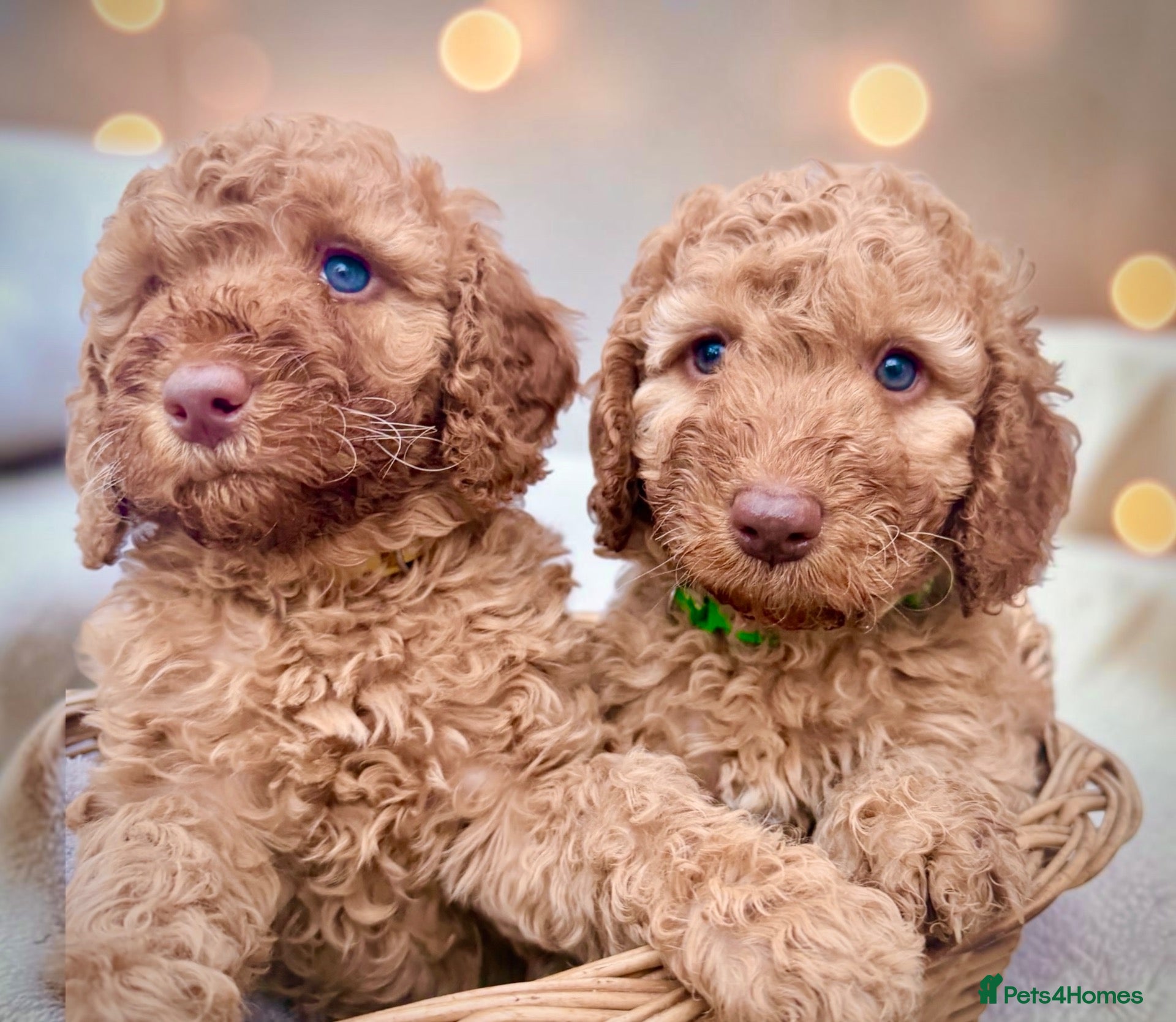 Cockapoo dogs Extensively health checked cockapoo puppies   - Advert 1