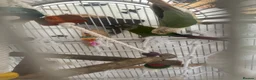 Conures birds for sale: Conures for sale in Nottingham - Advert 3