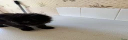 Mixed Breed cats for sale: 🐱 Beautiful Kittens Looking For Their Homes 🐱 in Birmingham - Advert 6
