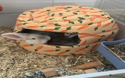 English rabbits for sale: Male and Female bunnies for sale - Image 2