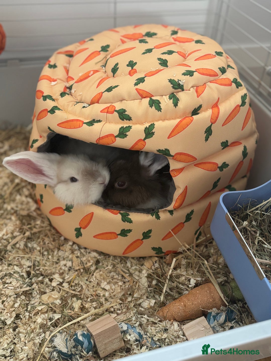 English rabbits for sale: Male and Female bunnies for sale - Image 2