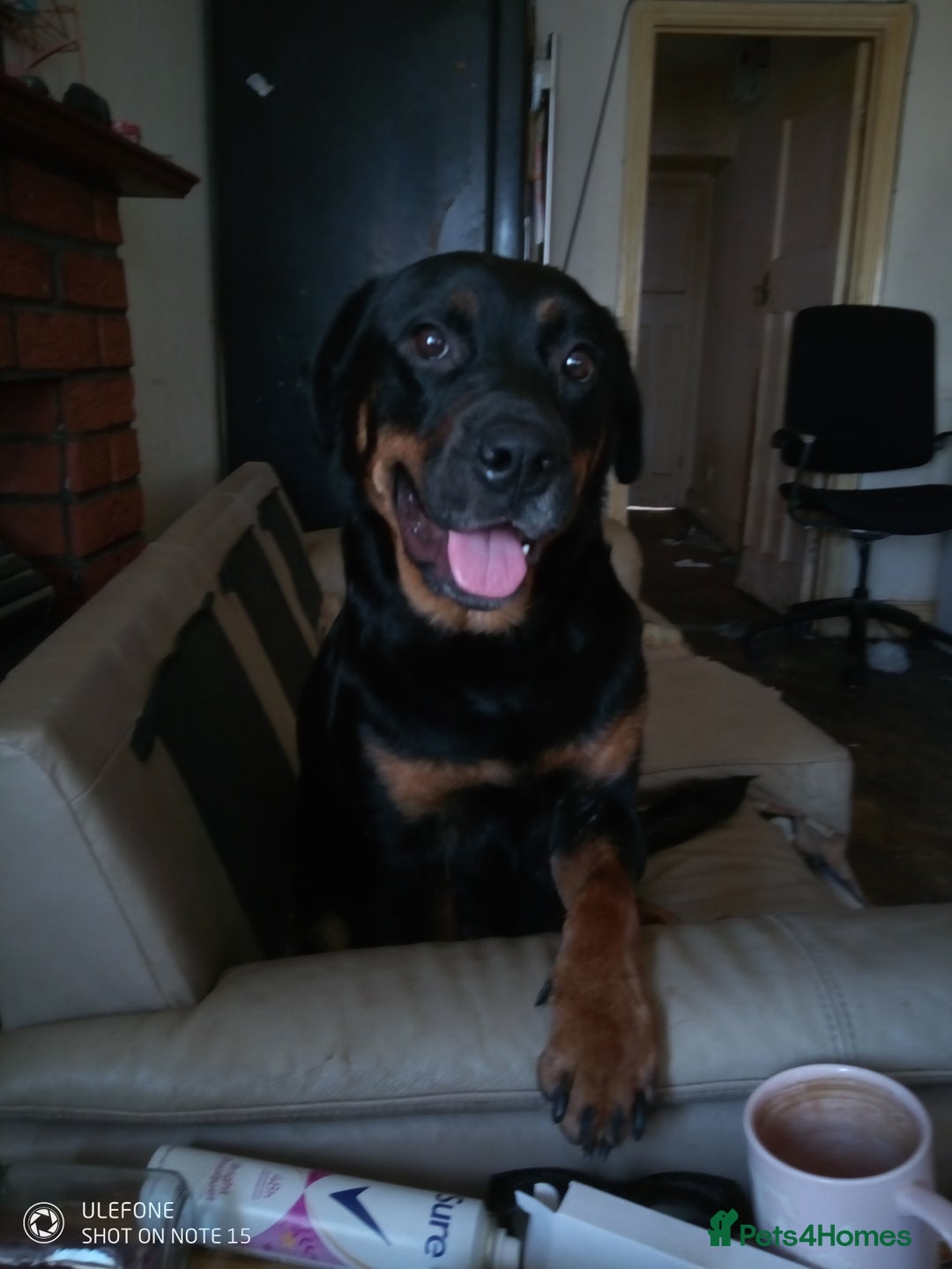 Rottweiler dogs for sale: Adult rottweiler for sale - Image 4