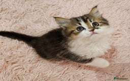 Mixed Breed cats for sale: Persian Chinchilla Cross Kittens - Image 16