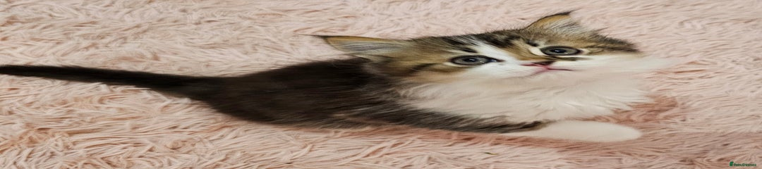 Mixed Breed Kitten 2