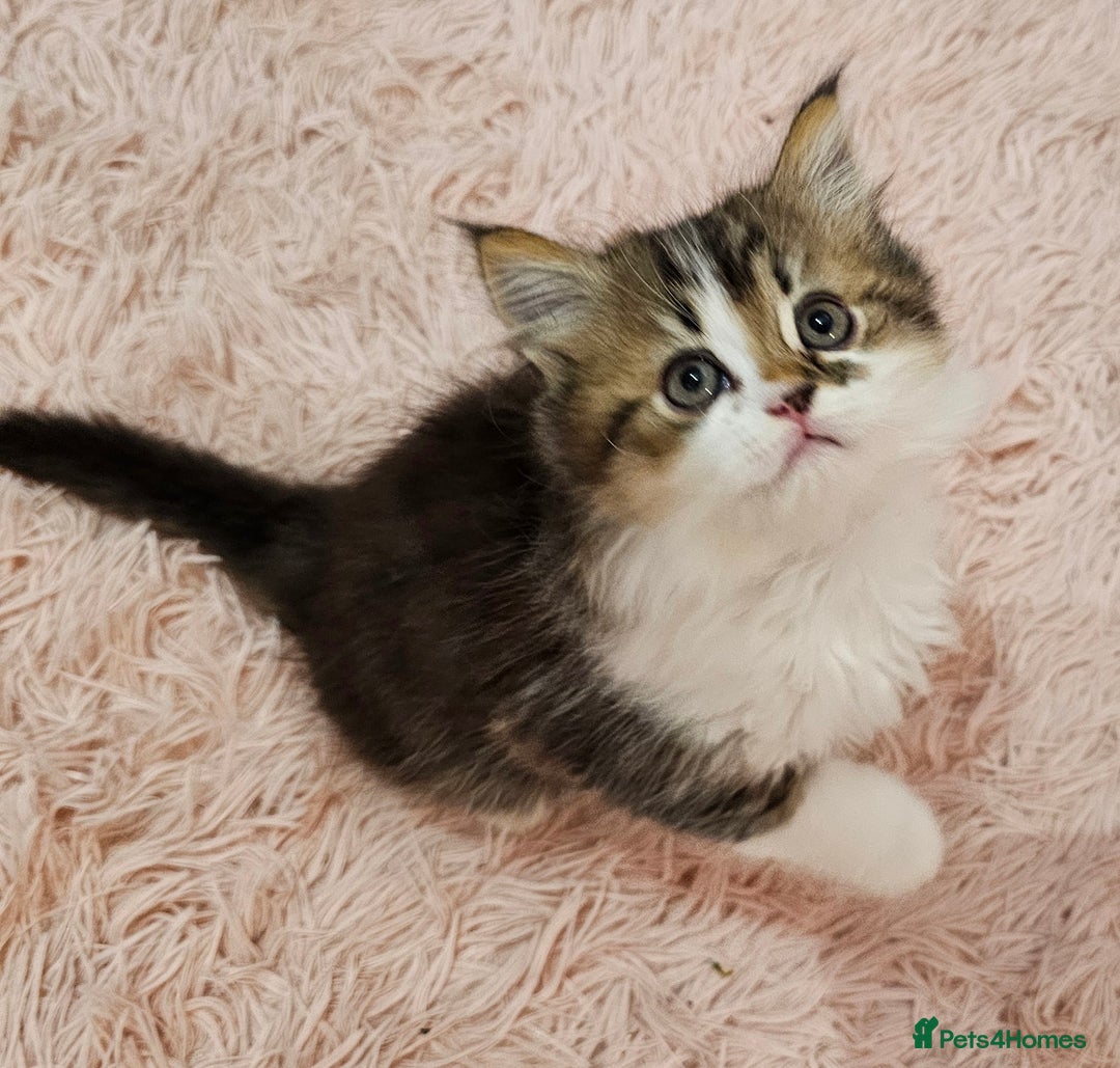 Mixed Breed cats for sale: Persian Chinchilla Cross Kittens - Image 16