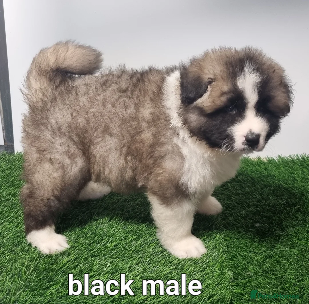 Akita dogs for sale: Akita pups - Advert 18