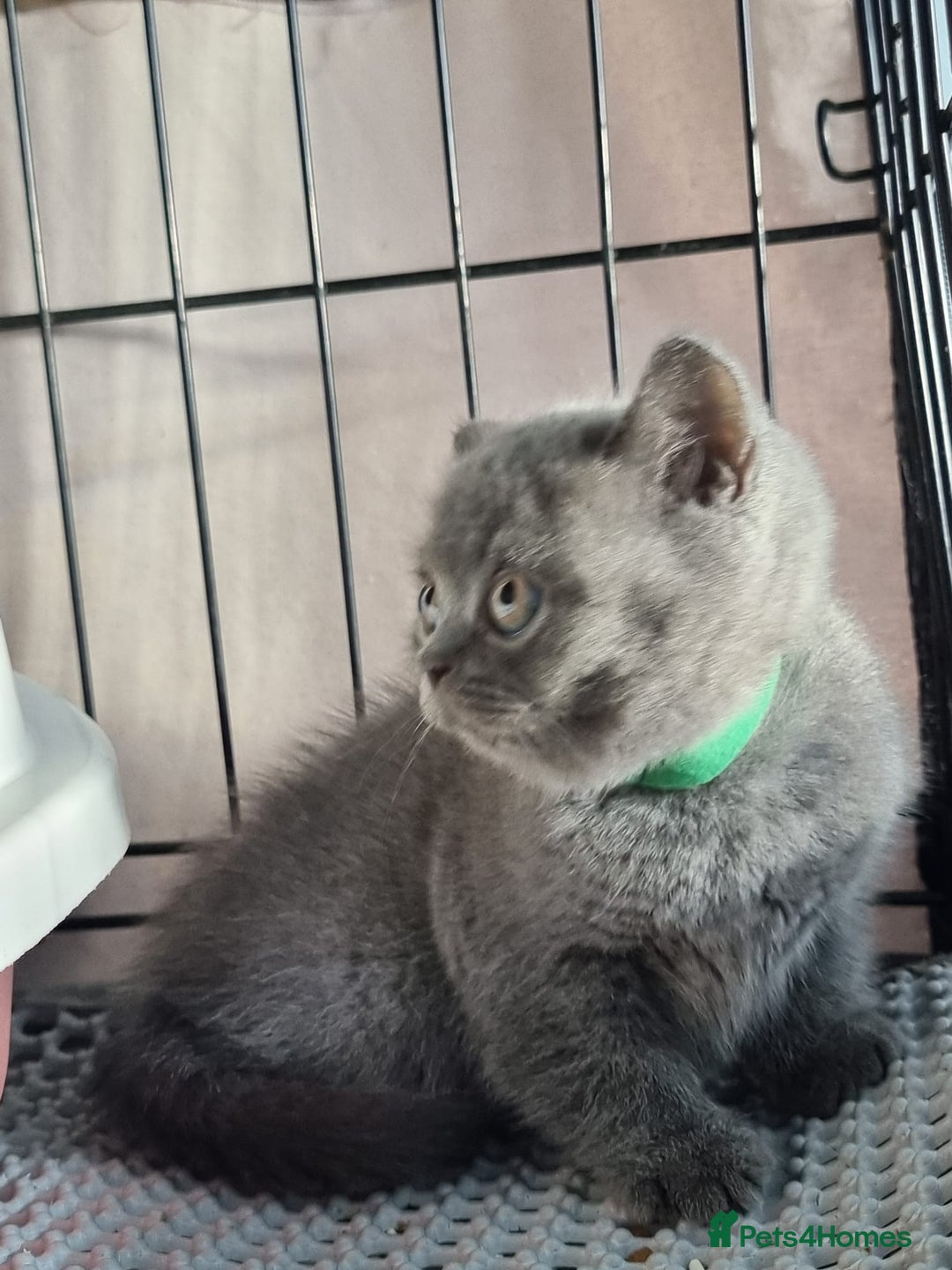 British Shorthair cats for sale: 3 Left Blue BSH Kittens Healthy GCCF Pedigree  - Image 8