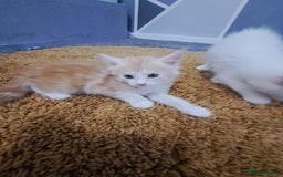 Maine Coon cats for sale: Pure Maine coons fully vaccinated and chipped  - Image 24