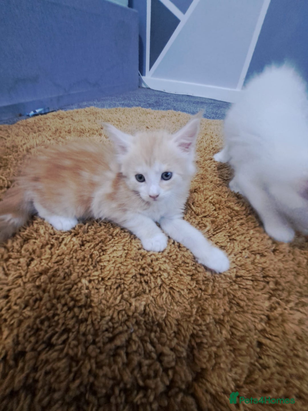Maine Coon cats for sale: Pure Maine coons fully vaccinated and chipped  - Image 24