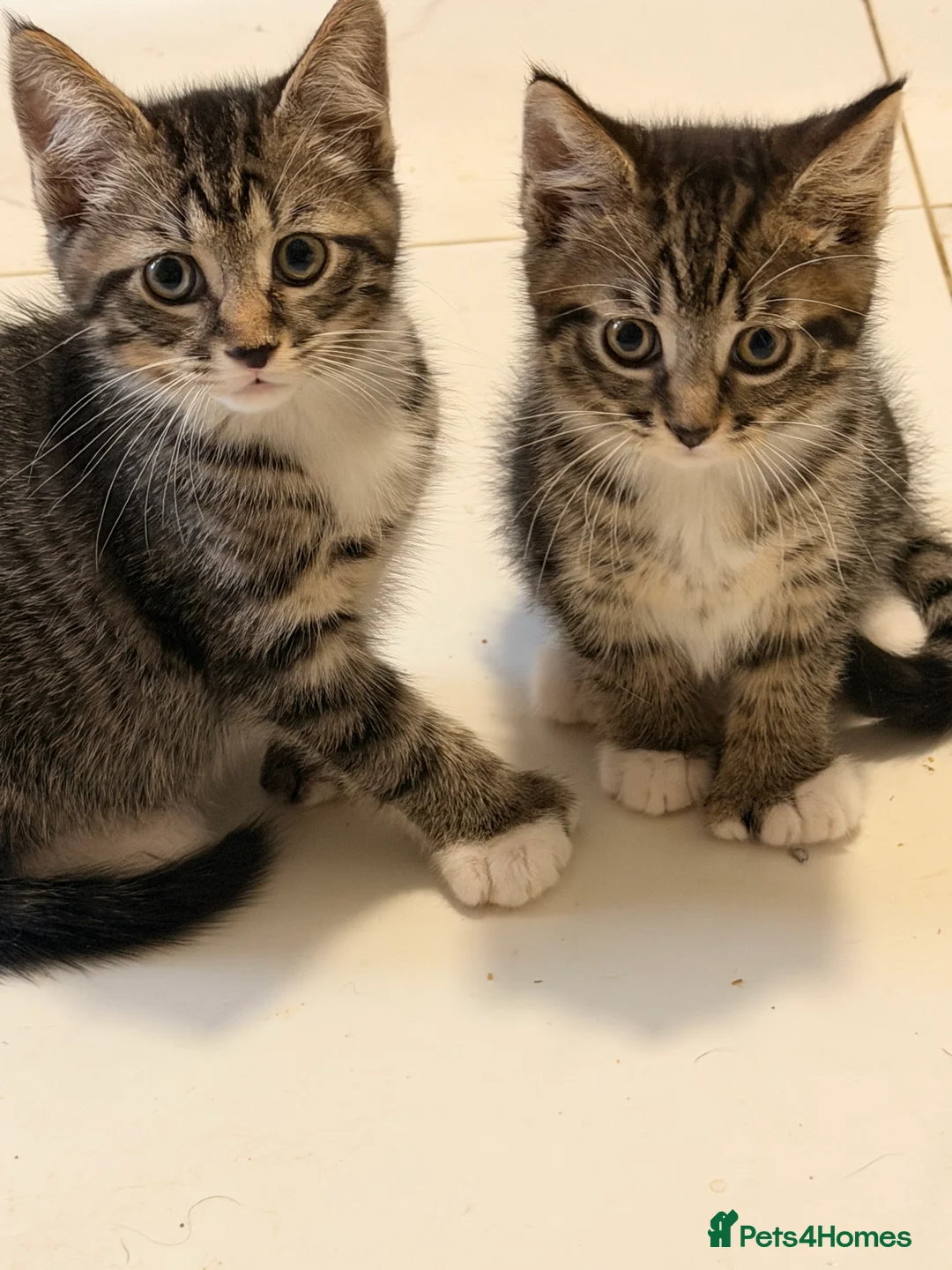 Mixed Breed cats for sale: Male Kittens for Sale-Polydactyl & Tabby  - Advert 19