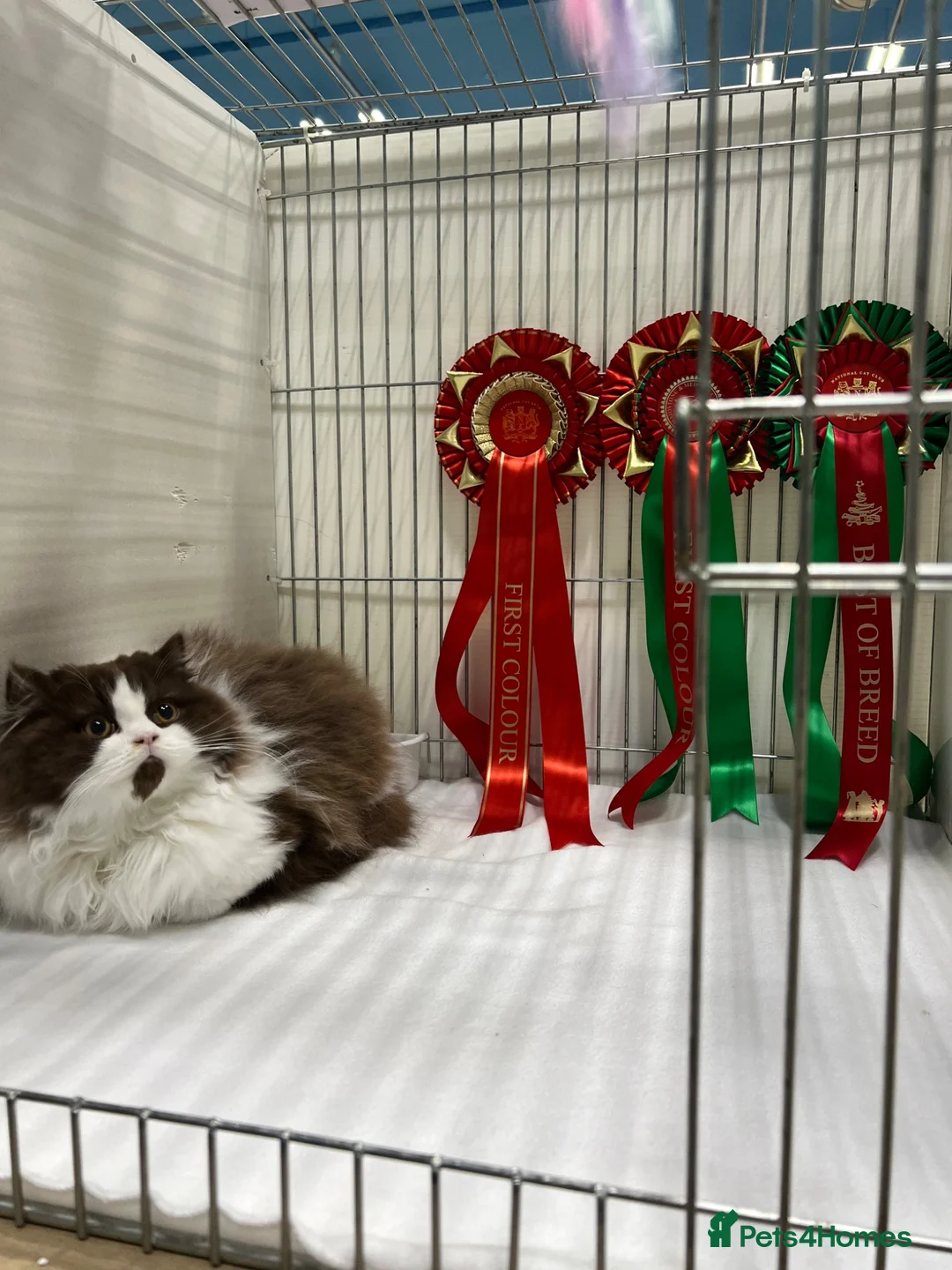 British Longhair cats for stud: Chocolate & White Bicolour British Longhair Stud - Advert 2