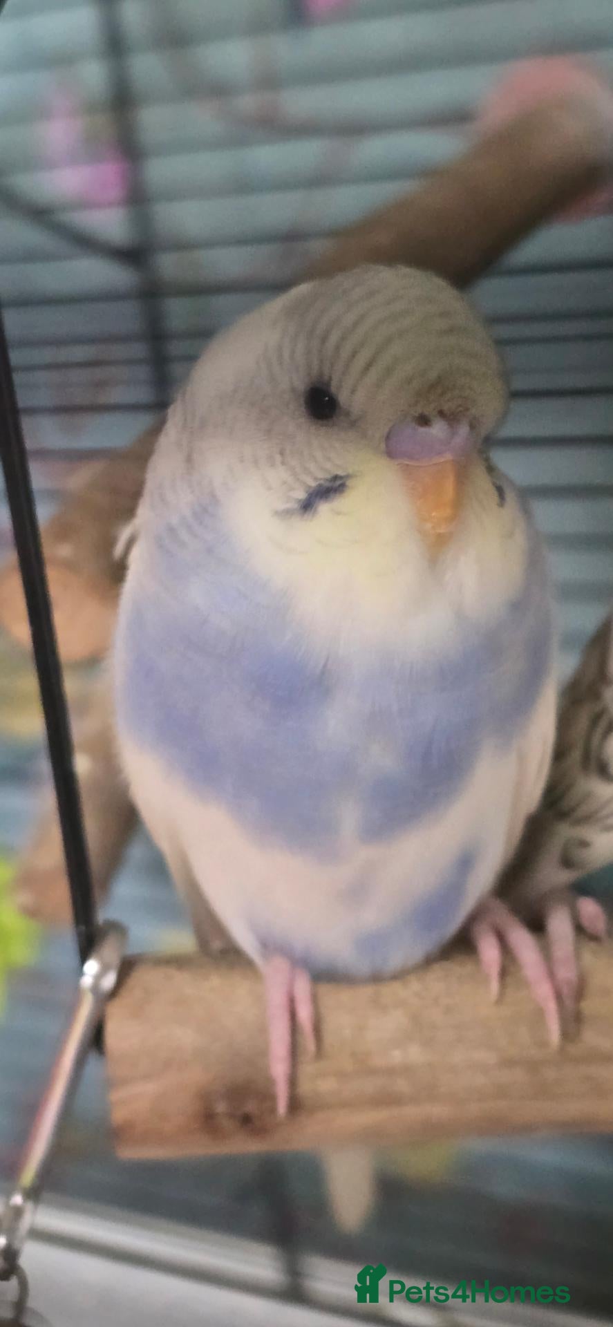 Budgerigars birds for sale: Gorgeous Baby Budgies - Advert 2