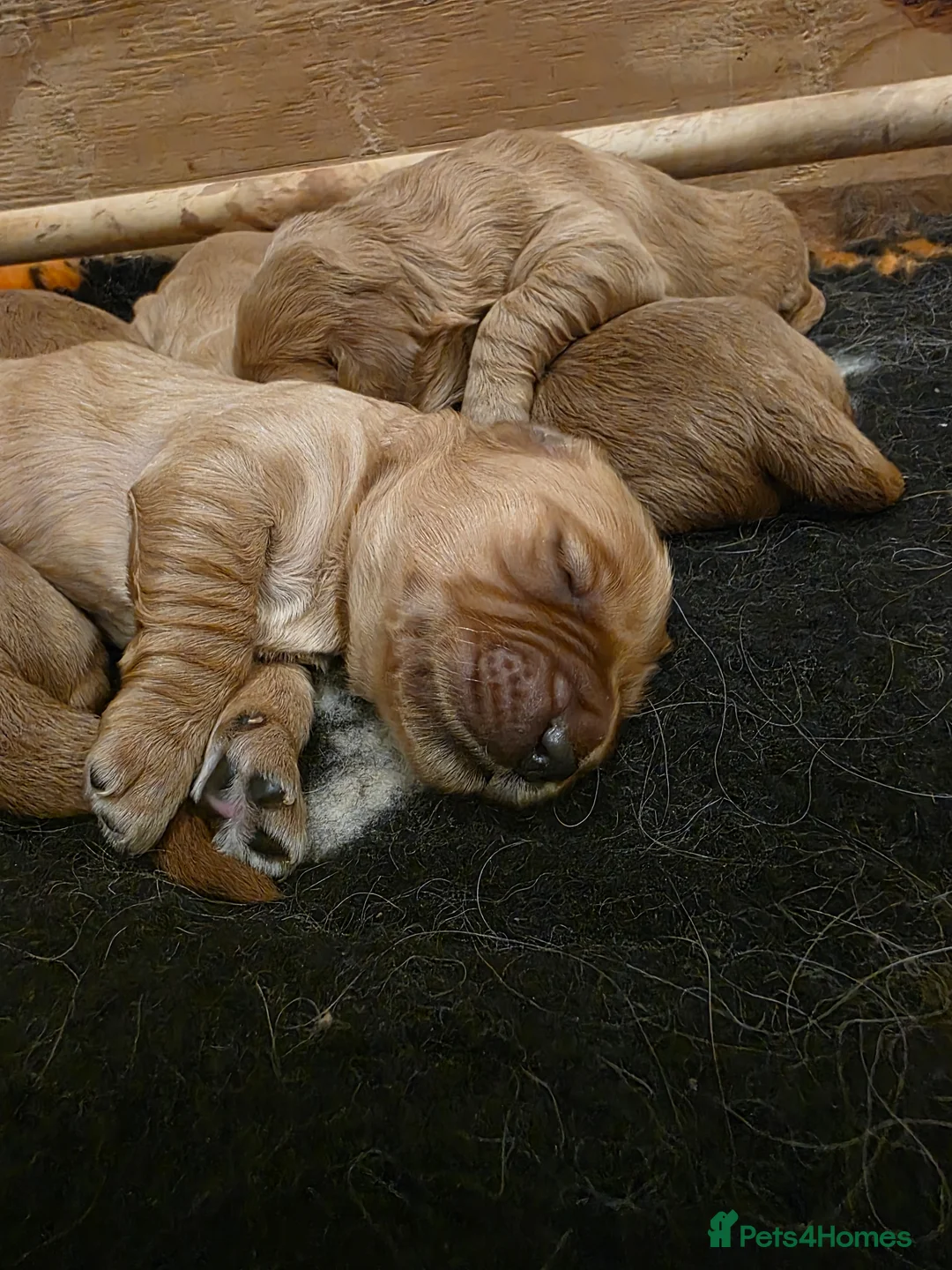 Mini Goldendoodle dogs for sale: Beautiful miniature goldendoodle puppies for sale - Advert 9