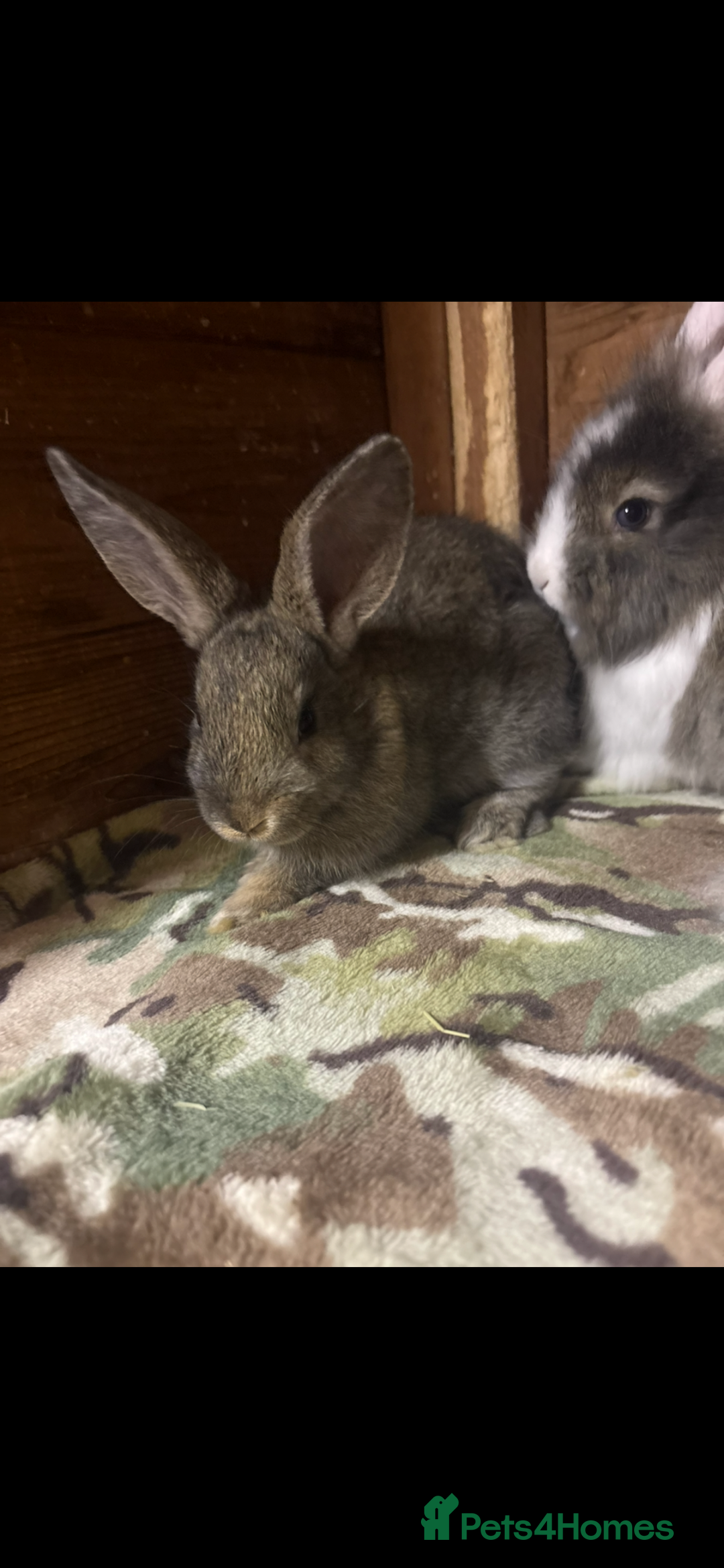 Mini Lion Lop rabbits for sale: Gorgeous angora/lionhead baby rabbits - Image 3
