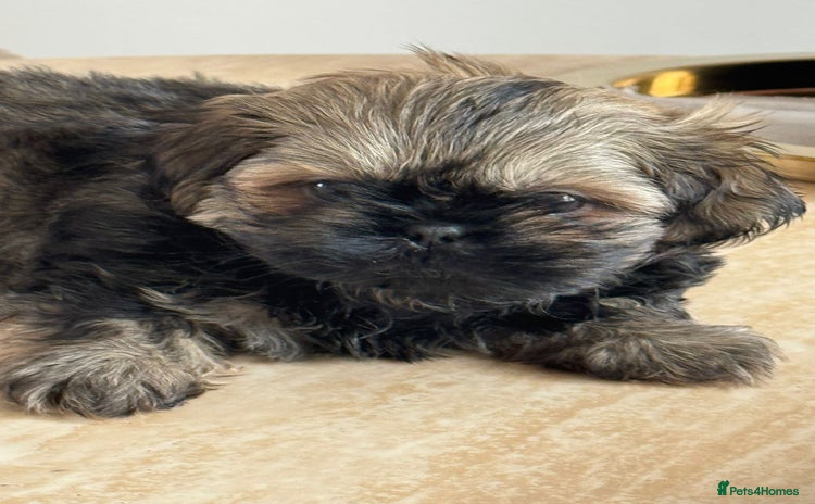 Shih Tzu dogs - Advert 9