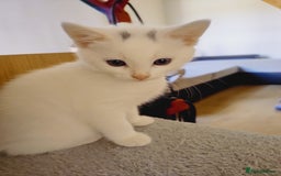Domestic Shorthair cats for sale: Two female kittens looking for their forever homes - Image 15