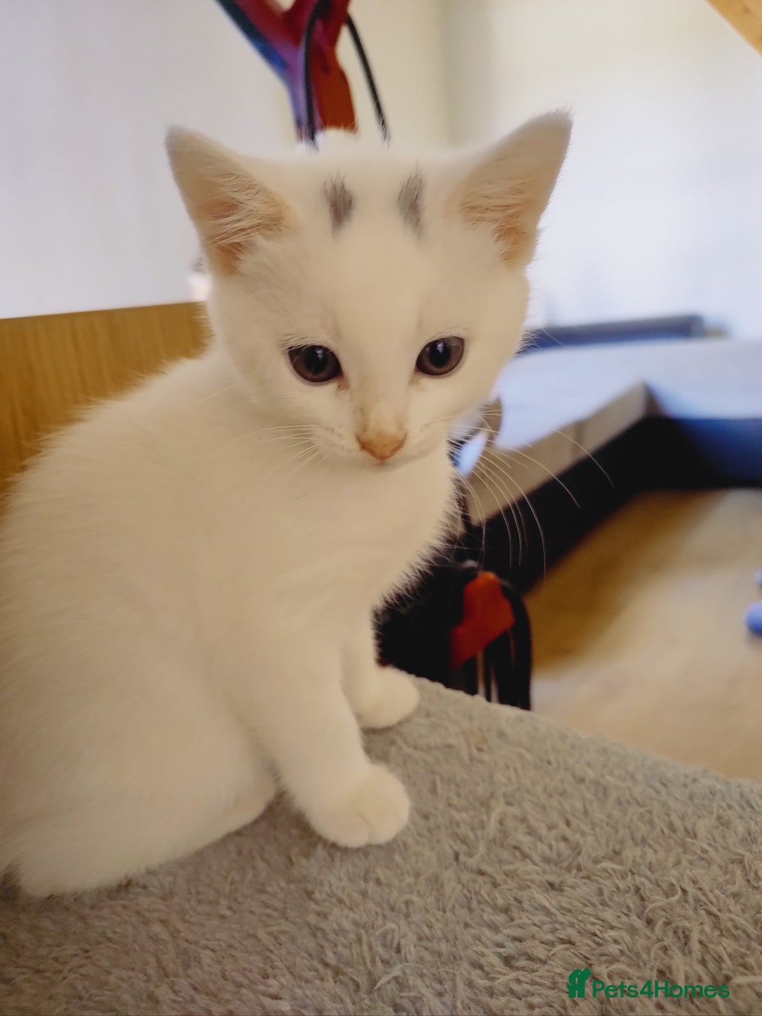 Domestic Shorthair cats for sale: Two female kittens looking for their forever homes - Image 15