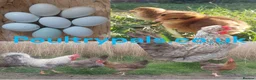 Chickens poultry for sale: chicks and chickens pure breeds - hatching eggs - Advert 8