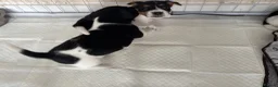 Jack Russell dogs for sale: 8 tradational Jack Russell puppys  - Advert 4