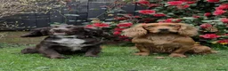 Cocker Spaniel dogs for sale: Black working Cocker Spaniel male - Advert 10