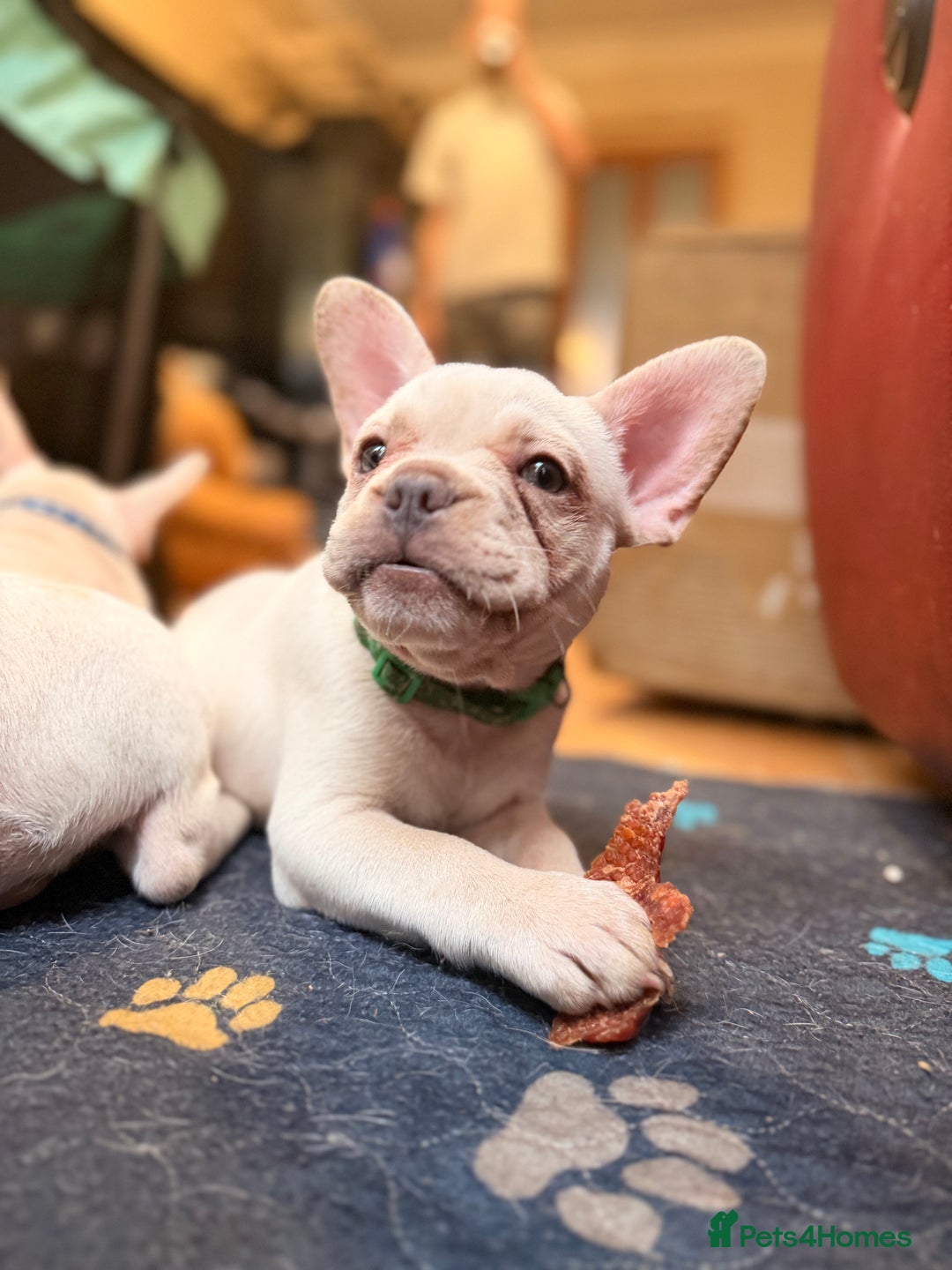 French Bulldog dogs for sale: Beautiful French Bulldog Puppies - Advert 28