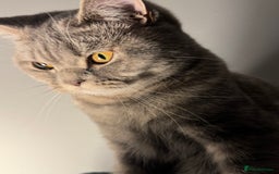 British Shorthair cats for sale: Beautiful BSH Cats Brother and Sister  - Image 6