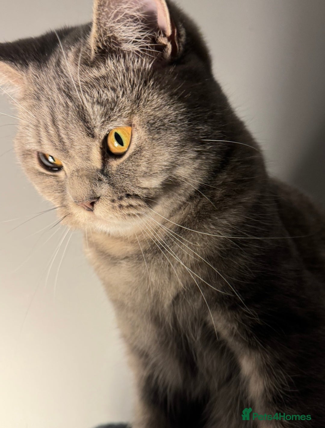British Shorthair cats for sale: Beautiful BSH Cats Brother and Sister  - Image 6