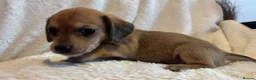 Chihuahua dogs for sale: Chihuahua X Miniature Dashund - Advert 8