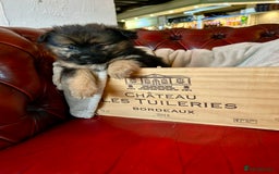 Pomeranian dogs for sale: EXCEPTIONAL LITTER of full pedigree poms  - Image 3