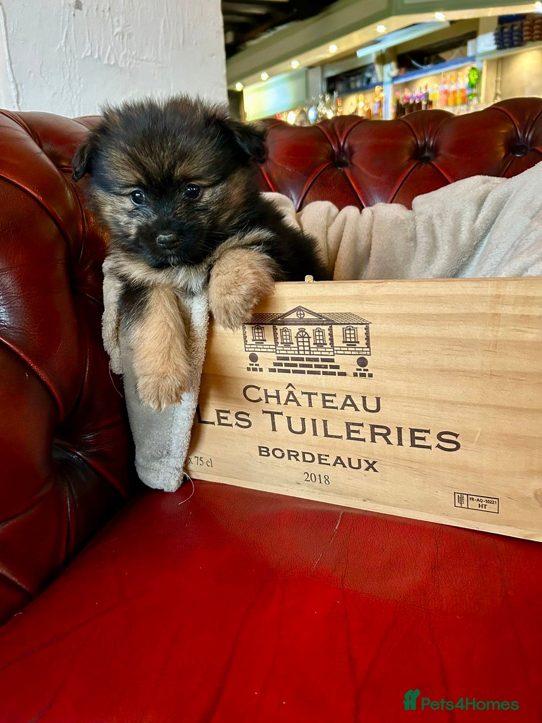 Pomeranian dogs for sale: EXCEPTIONAL LITTER of full pedigree poms  - Image 3