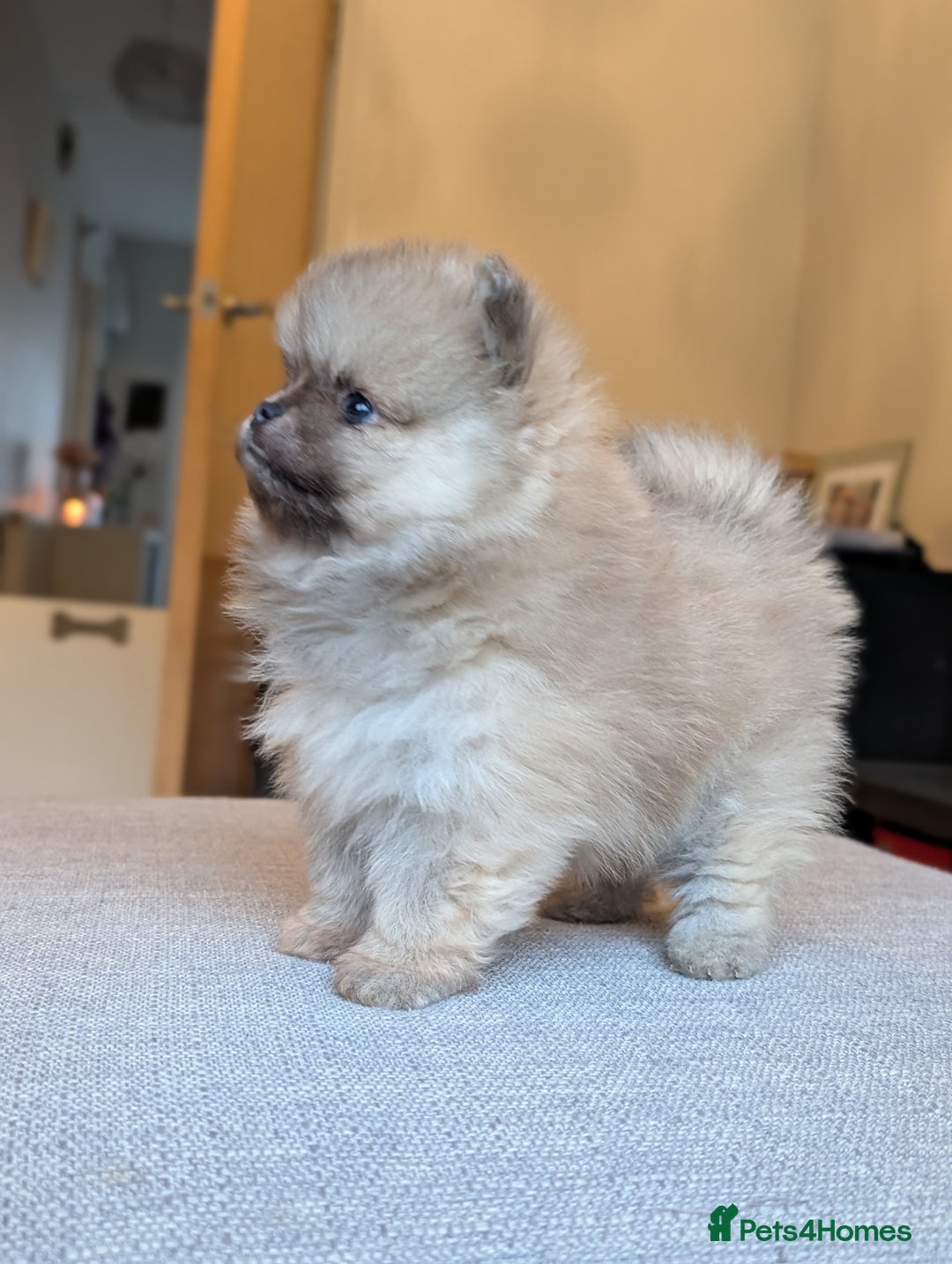 Pomeranian dogs for sale: Amazing quality teddy bear Pomeranian pups  - Advert 13