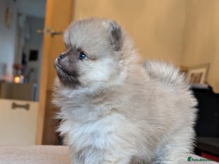 Pomeranian dogs Amazing quality teddy bear Pomeranian pups - Advert 3