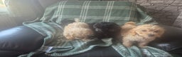 Poodle dogs for sale: 3/4 poodle puppies - Advert 3