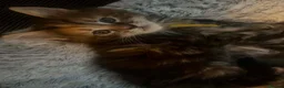 Maine Coon cats for sale: **PURE Maine Coon Kittens** 1 Boy / 3 Girls - Advert 8