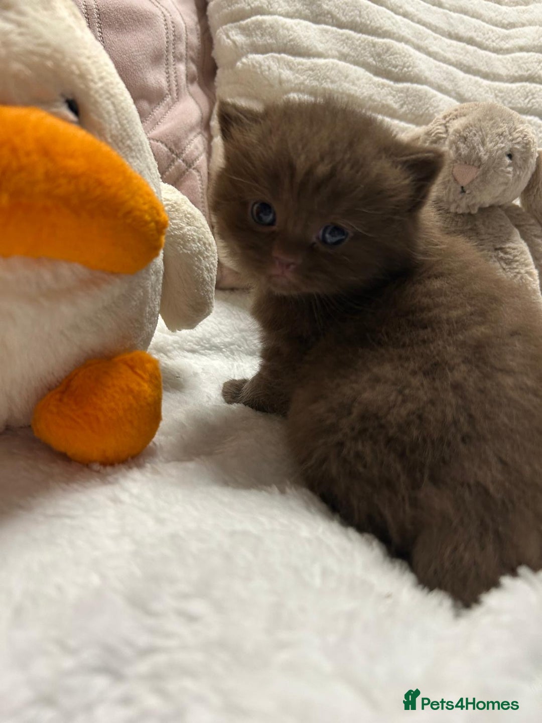 British Shorthair cats for sale: GCCF BRITISH SHORTHAIR KITTENS - Advert 18