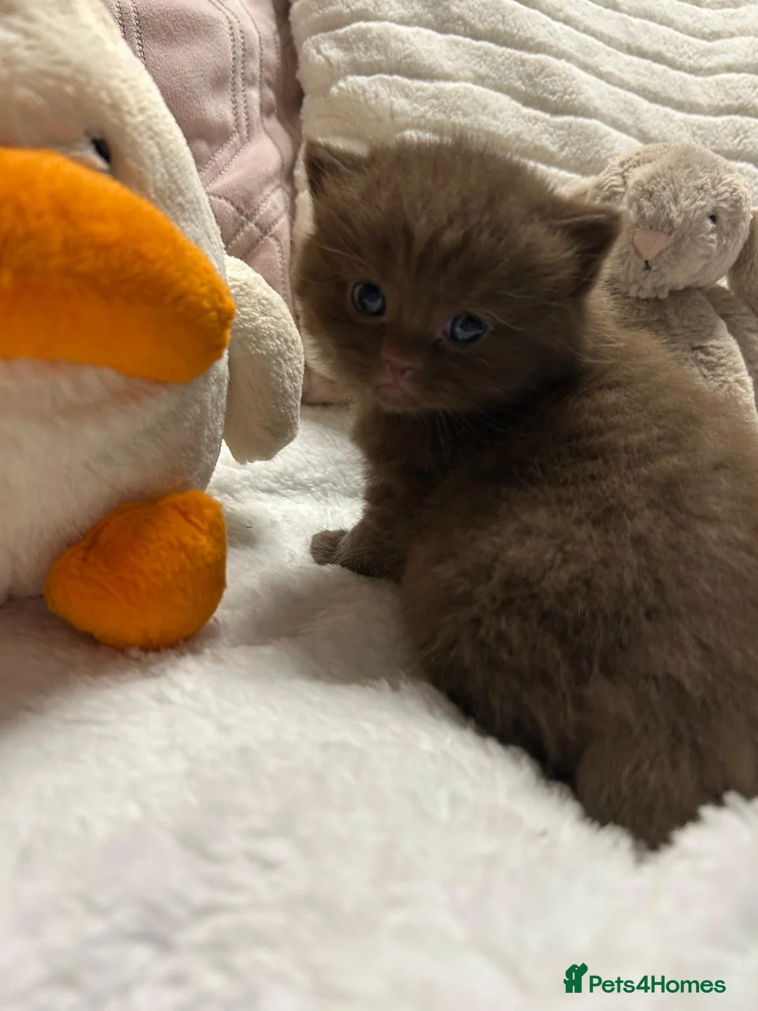 British Shorthair cats for sale: GCCF BRITISH SHORTHAIRS ALL RESERVED - Advert 15