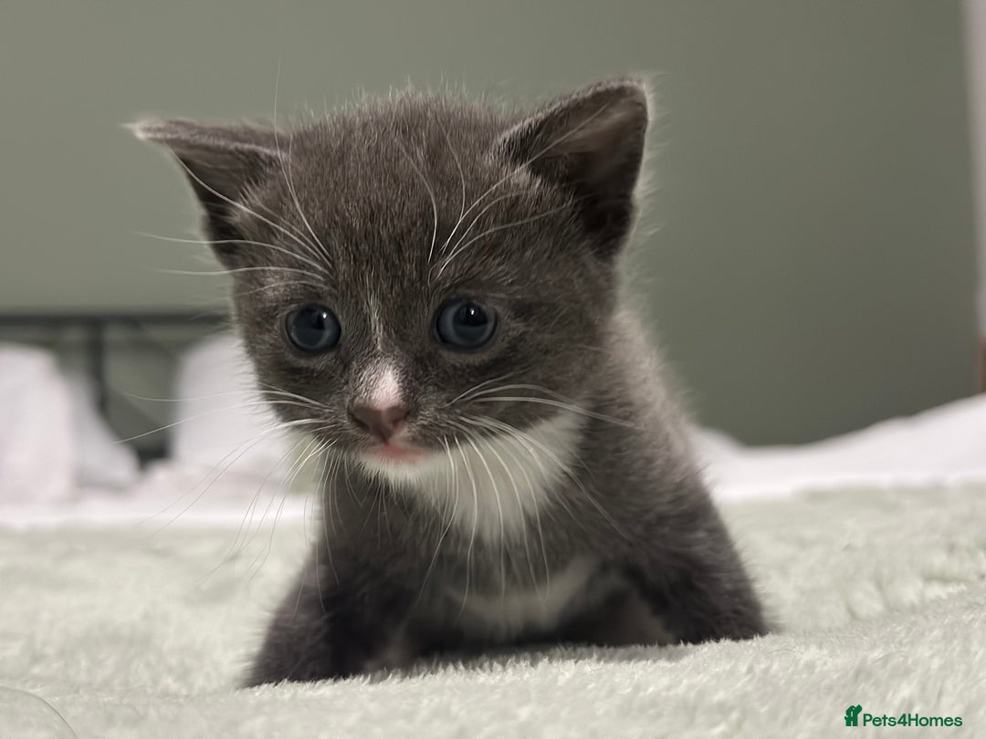 Brazilian Shorthair cats for sale: Kittens for sale  - Image 5