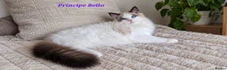 Ragdoll cats for sale: STUNNING GCCF REGISTRED RAGDOLLS - Advert 8