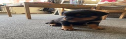 Rottweiler dogs for sale: Hulk and Ruby Rottweiler puppies  - Advert 24