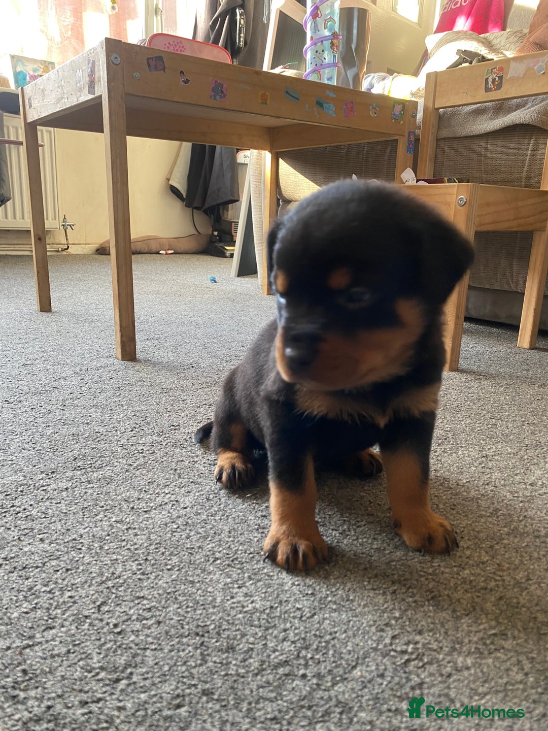Rottweiler dogs for sale: Hulk and Ruby Rottweiler puppies  - Advert 24
