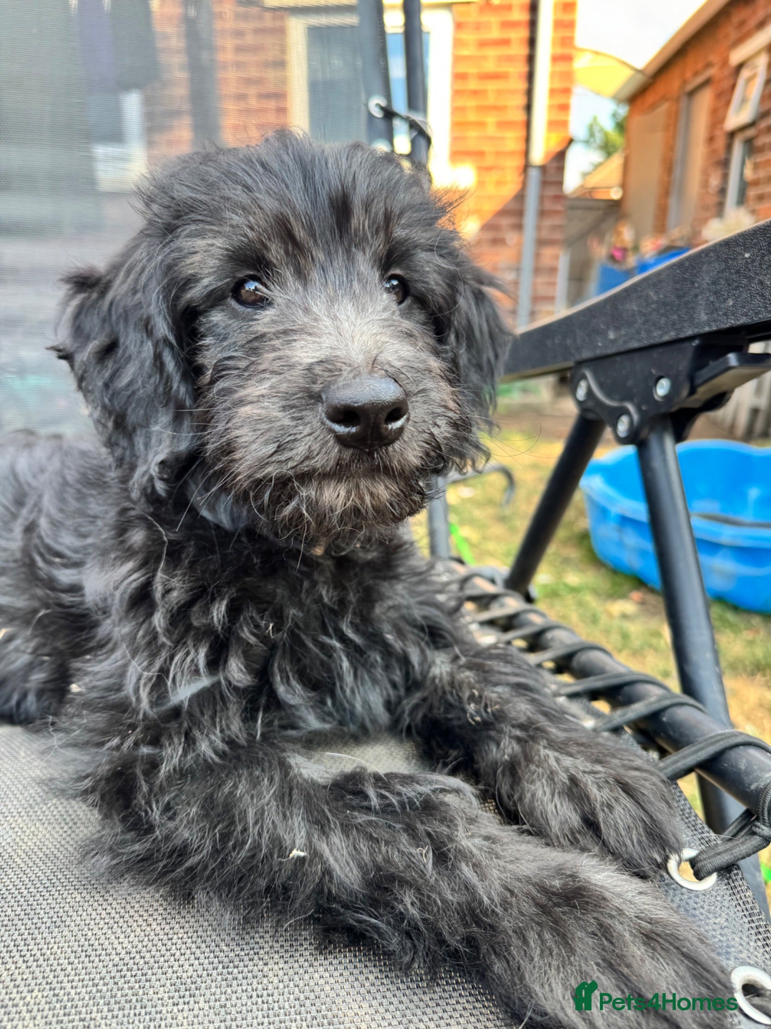 Mini Goldendoodle dogs F1 Mini SILVER Goldendoodle  *READY NOW* - Advert 1