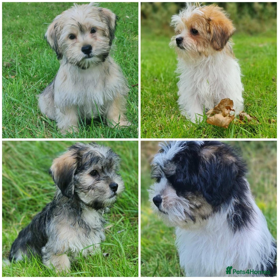 Shorkie dogs for sale: Shorkie pups ready now - Image 3