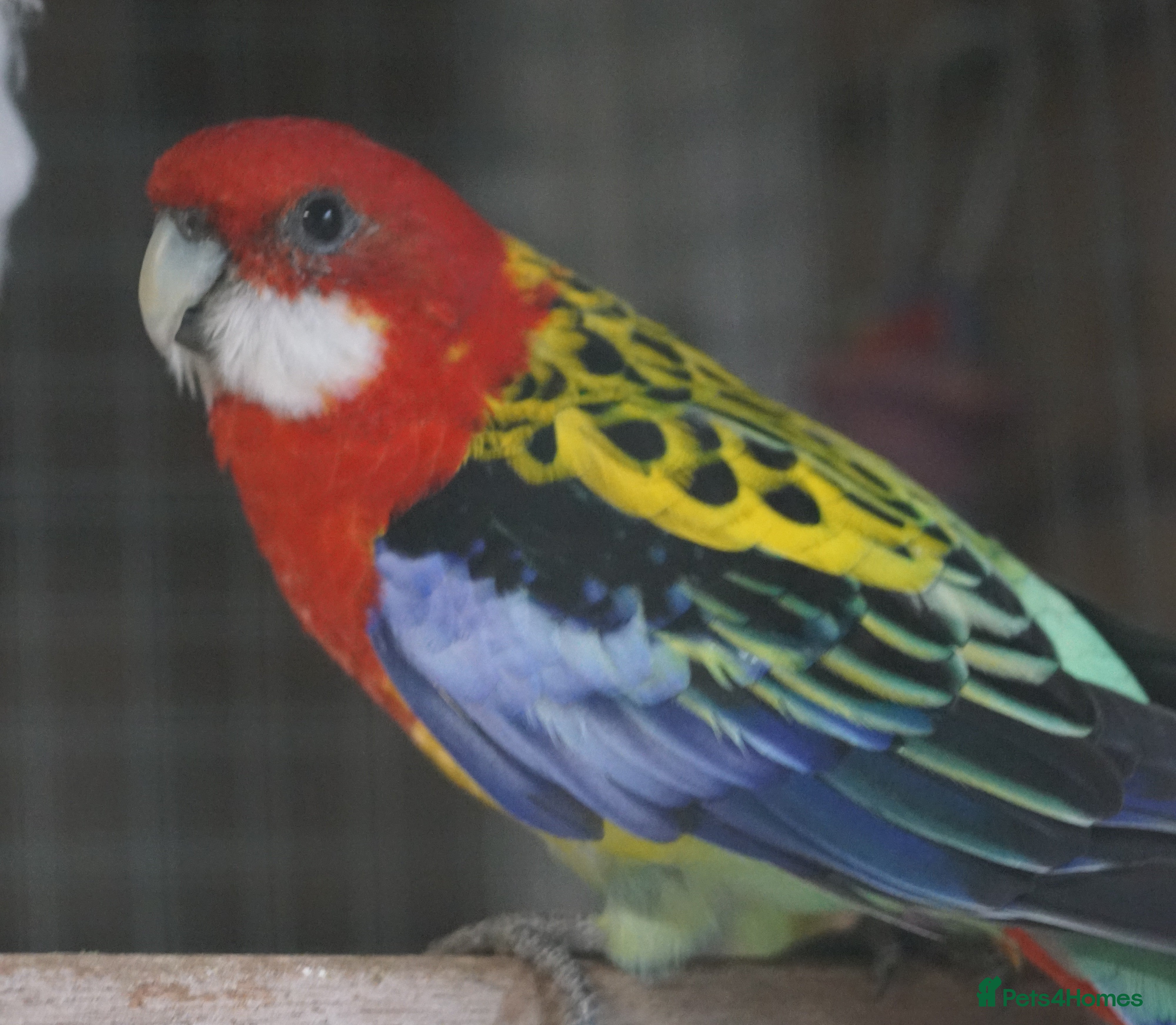 Parakeets birds Rosellas - Advert 5