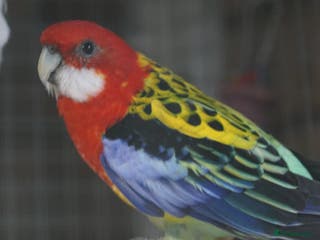 Parakeets birds Rosellas - Advert 6