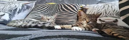 Bengal cats for sale: Bengal / tabby brother sister 7 mths old in Ramsgate - Advert 4