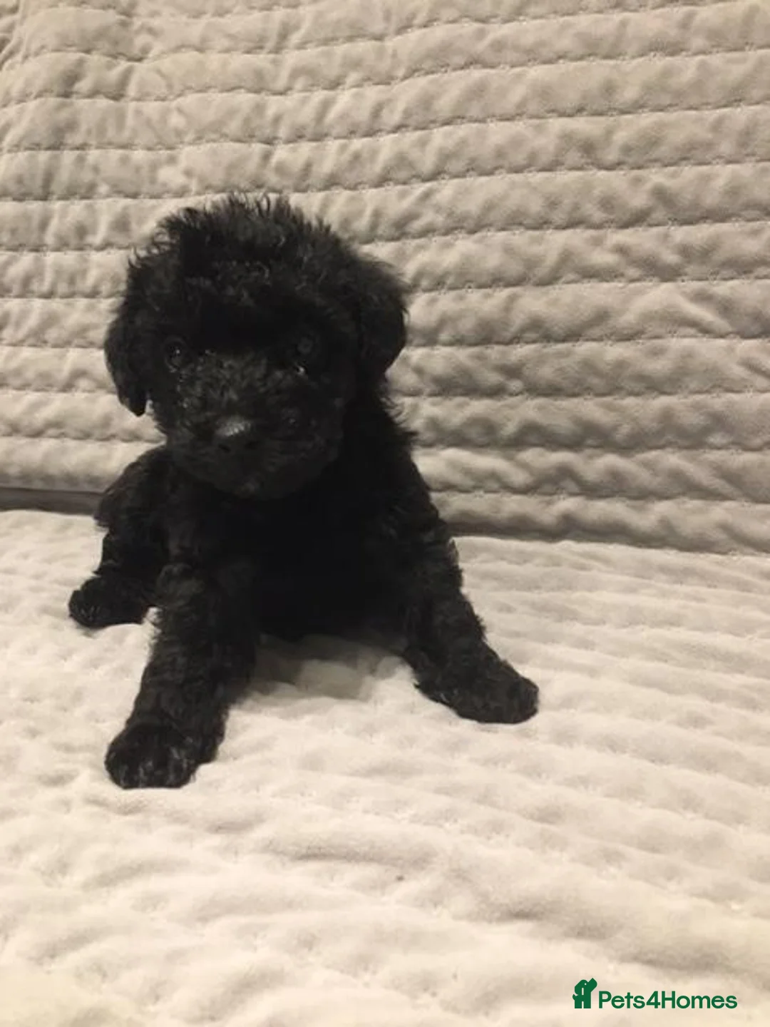 Mixed Breed dogs for sale: lakeypoo - Advert 5