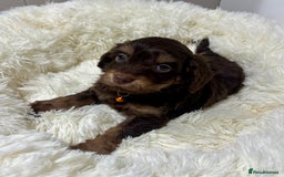 Cockapoo dogs for sale: Chocolate & Tan Cockapoo Puppies - Advert 4