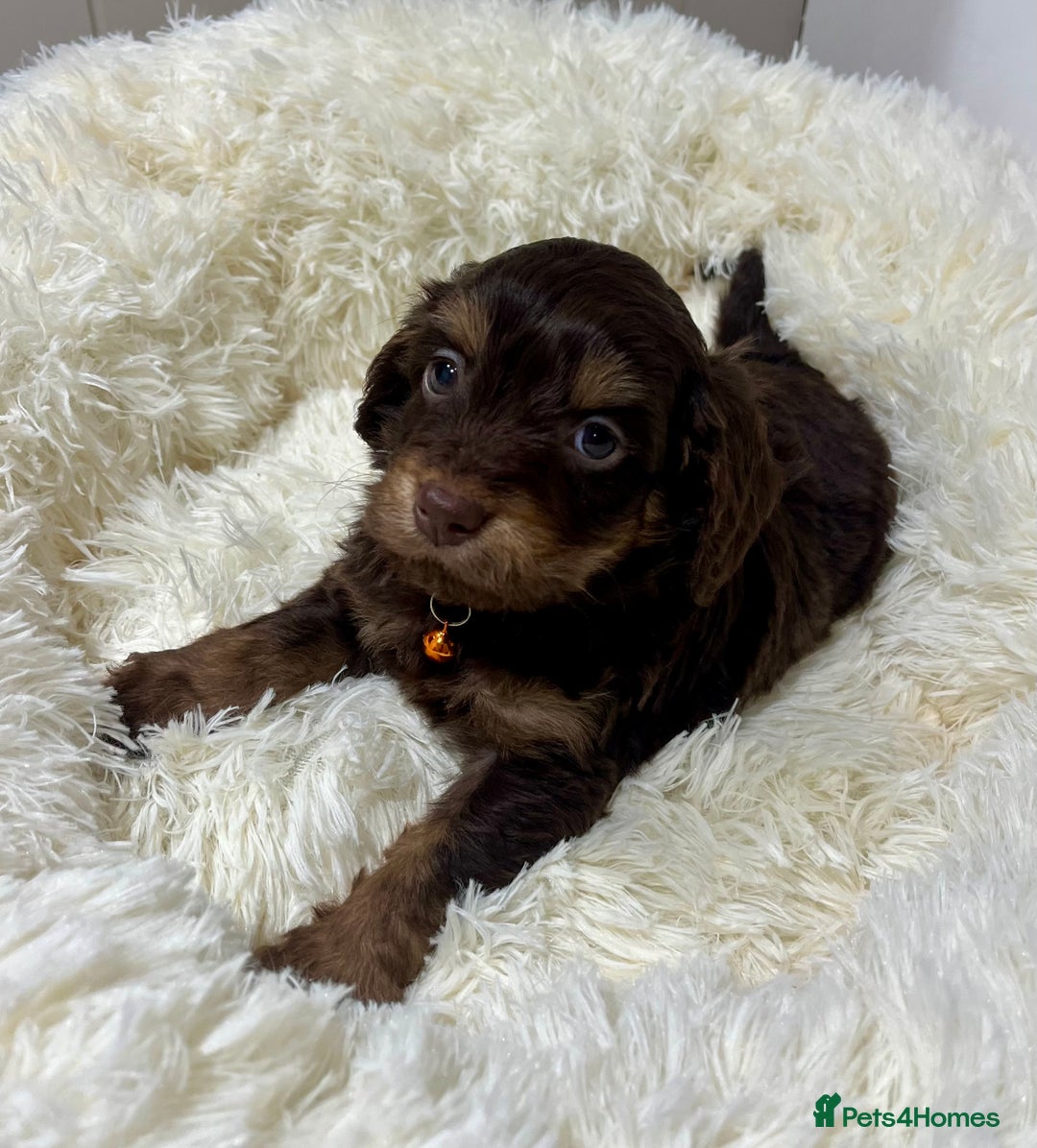 Cockapoo dogs for sale: Chocolate & Tan Cockapoo Puppies - Advert 4