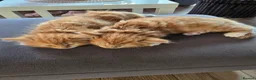 Mixed Breed cats for sale: Ginger fluffy girl for sale - Advert 15